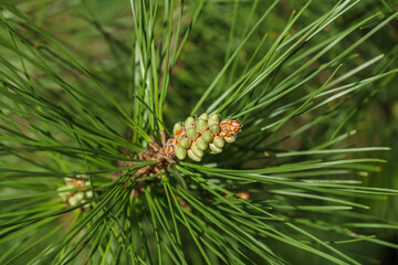 Young green pine male cones among the very long needles of Calabrian or Turkish Pine (Pinus brutia).  Landscape for any spring wallpaper.