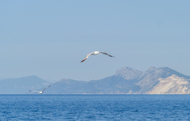 White seagulls fly in the blue sunny sky above the crystal blue sea.