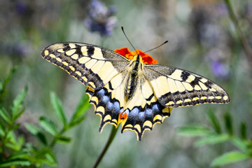 butterfly on a flower