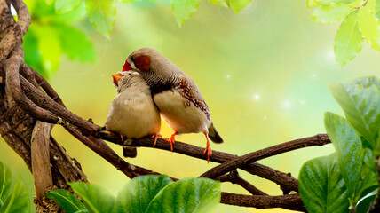 A couple of small finch birds on a branch in a bird nursery
