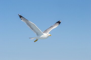 A sea gull with a full wingspan soars in the clear blue sky.