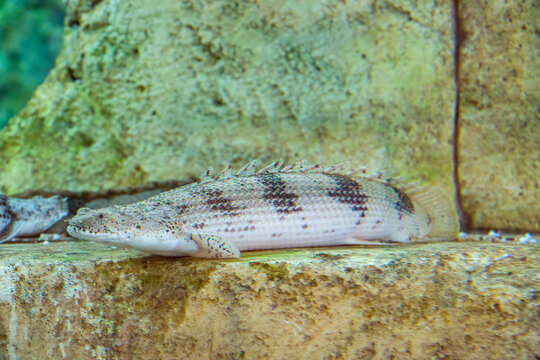 The saddled bichir (Polypterus endlicheri). The body is long and about as deep as it is wide. A serrated dorsal fin runs along most of the body until it meets the caudal fin. 