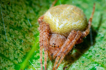 a yellow-orange spider on the top of a green leaf