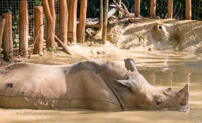 The white rhinoceros (Ceratotherium simum) is sleeping in mud pot. It is the largest extant species of rhinoceros. It has a wide mouth used for grazing and is the most social of all rhino species. © Danny Ye