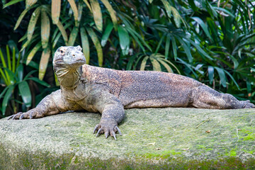 The Komodo dragon rests on the rock.
it is also known as the Komodo monitor, a species of lizard found in the Indonesian islands of Komodo, Rinca, Flores, and Gili Motang.