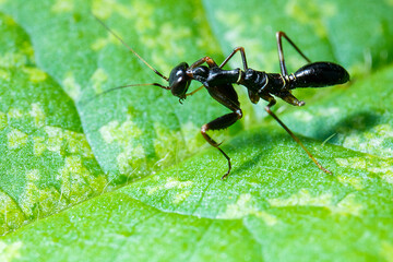 black praying mantis on the top of a green leaf
