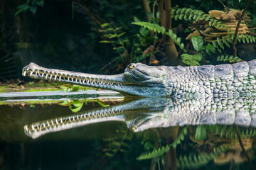 The gharial (Gavialis gangeticus) rests in the pond.
It is a crocodilian in the family Gavialidae, native to sandy freshwater river banks in the plains of the northern part of the Indian subcontinent.
