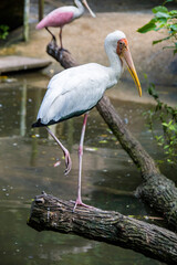 The closeup image of Milky stork(Mycteria cinerea) 
A medium, almost completely white plumaged stork species found predominantly in coastal mangroves in parts of SEA.