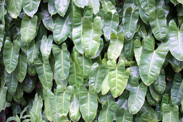 Wall of succulent tropical leaves close-up. Photo for the background.
