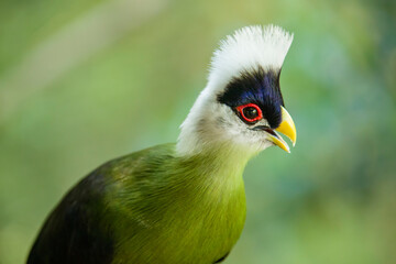 The white-crested turaco (Tauraco leucolophus) is a bird in the family Musophagidae, a group of otidimorphae birds. 
It has glossy, bluish-black upperparts which contrast markedly with its white crest