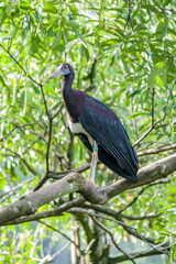 The Abdim's stork (Ciconia abdimii) is a black stork with grey legs, red knees and feet, grey bill and white underparts. It has red facial skin in front of the eye and blue skin near the bill.
