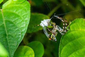a spider wrapping its prey with its web 