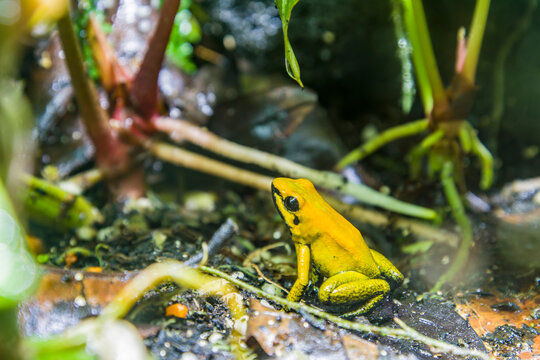 black-legged poison frog (Phyllobates bicolor) is the second-most toxic of the wild poison dart frogs. It lives in the lowland forests in the Chocó area in western Colombia, along the San Juan River.