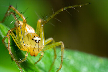 yellow spider standing on the top of a green leaf