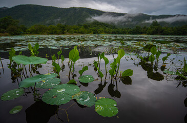 The panorama of lotus ponds in peaceful and quiet countryside. This is the flower of the Buddha and is useful for human food. mountain and colorful sky during sunset time. 	
lotus pond and mountain. 