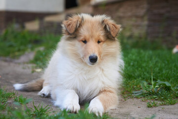 Collie puppy close-up portrait