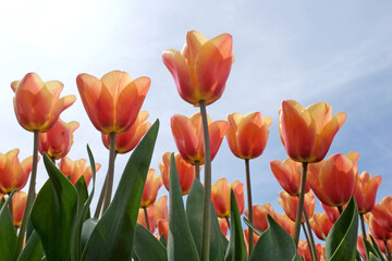 Tulip ÔApricot BeautyÕ in flower