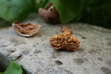 natural walnut in the grass