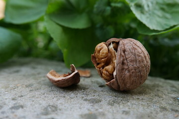 natural walnut in the grass
