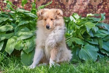 Collie dog sits on the lawn