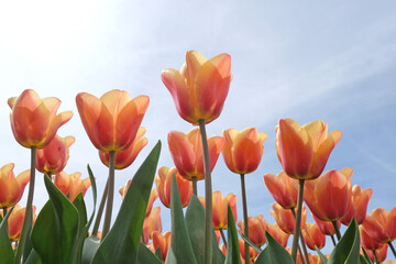 Tulip ÔApricot BeautyÕ in flower