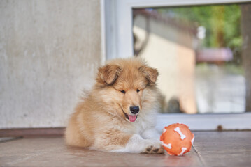 Collie puppy playing with a ball