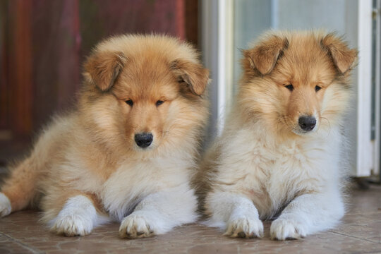 Two little Scottish Collie puppies lying on the doorstep of the house