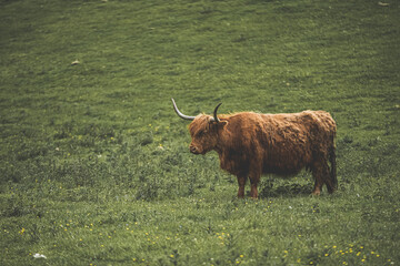 Shaggy highland cow in paddock