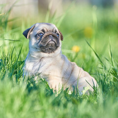 Pug puppy sitting on the lawn in the park