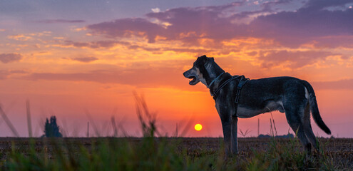 Dog in the sunrise time