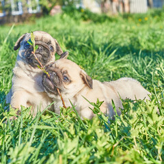 Little pug puppies have fun playing in the green spring grass