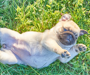 Pug puppy sitting on the lawn in the park
