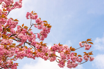 Blooming sakura in the park
