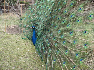 Obraz premium Peacock with a loose tail. Beautiful bird