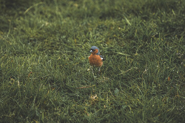 Common chaffinch bird in grass