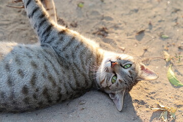 photo of a tabby cat lying on the ground with playing with natural sunlight, India