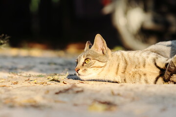 photo of a tabby cat lying face down on the ground with natural sunlight, India
