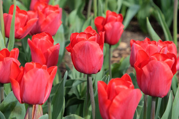 Tulip Ôqueen wileminaÕ in flower