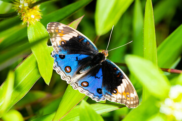 a blue butterfly stretching out its wings on the top of a green plant