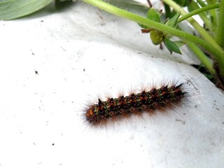 caterpillar on a leaf
