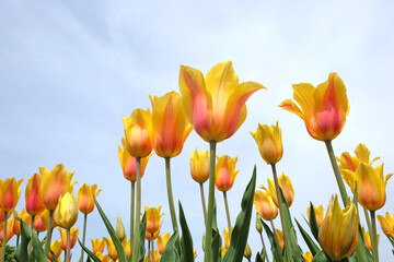 Obraz premium Tulip ÔEl NinoÕ in flower