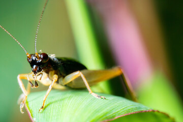 a black grasshopper on the top of a leaf