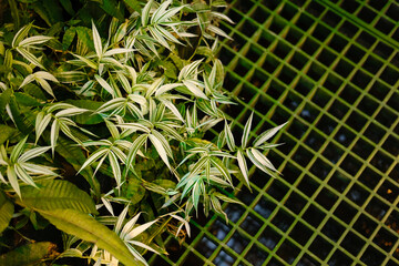 Plants near a pond in the rainforest - botanical garden, Eucharis