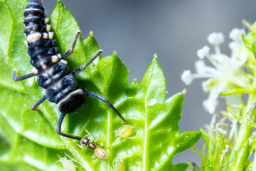 a black bug surrounded by some small bugs