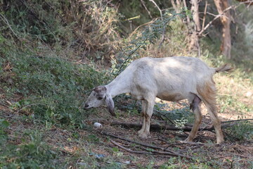 photo of white goat grazing grass in the field, India