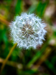 Dandelion