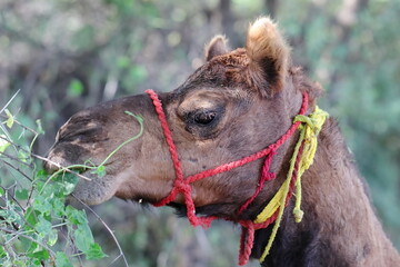 photo of camel eating green leaves in the field, India