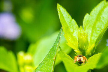 a small spider on the top of a green leaf