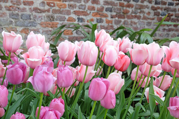 Tulips ÔApricot PrideÕ and ÔPurple PrideÕ in flower