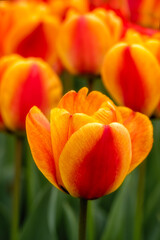 Orange Tulips On the Parterre At Waddesdon Manor, Berkshire